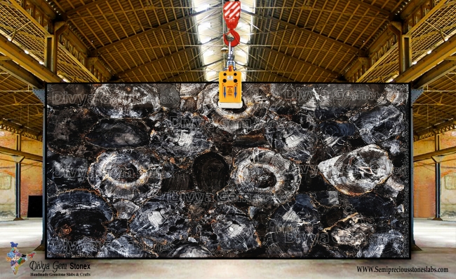 Black Petrified Wood Giant
